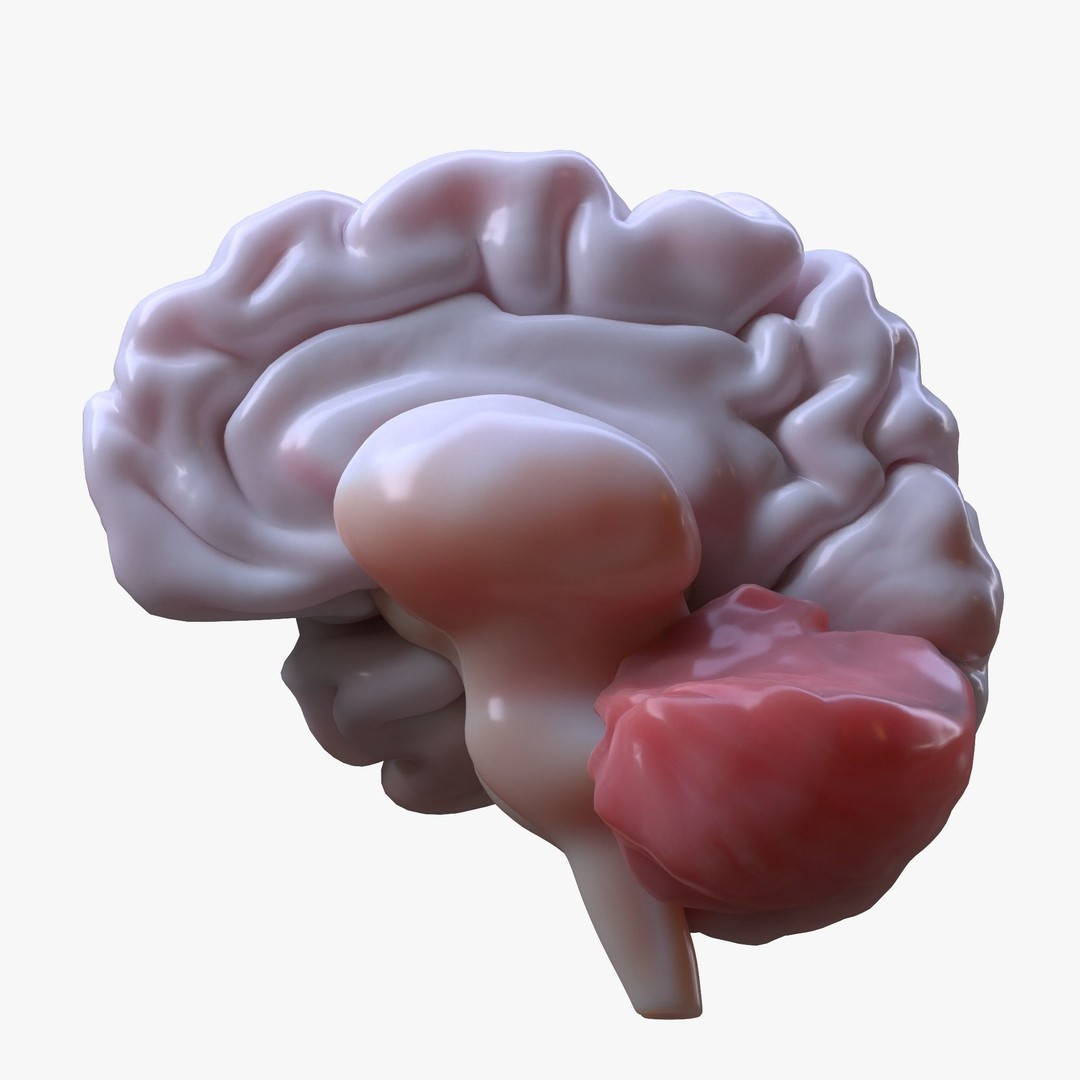 Human Brain 3D Model – High Poly Anatomical Asset, FBX & OBJ - View 5