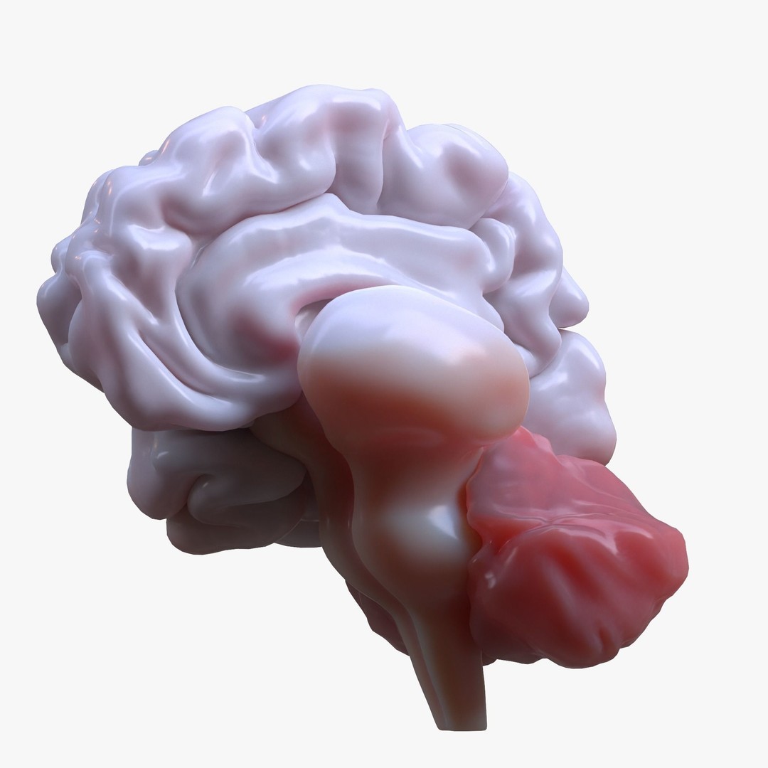Human Brain 3D Model – High Poly Anatomical Asset, FBX & OBJ - View 6
