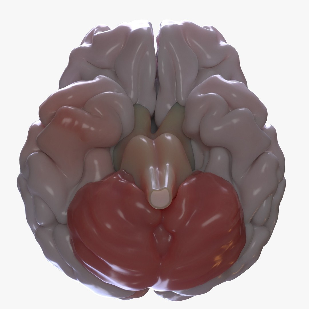 Human Brain 3D Model – High Poly Anatomical Asset, FBX & OBJ - View 7
