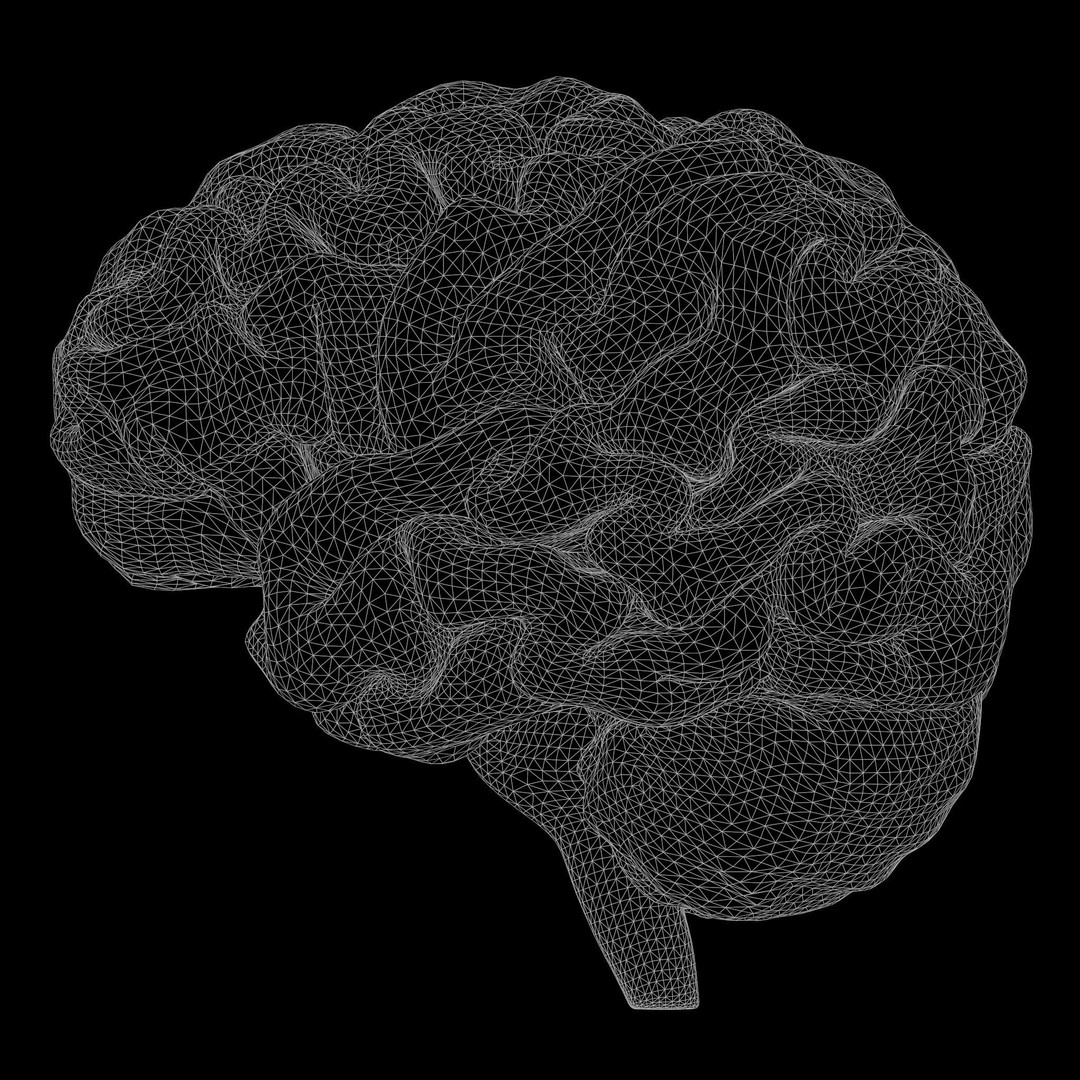 Human Brain 3D Model – High Poly Anatomical Asset, FBX & OBJ - View 8