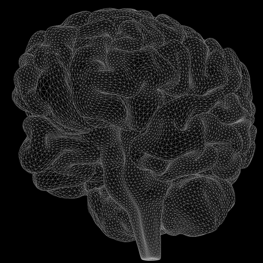 Human Brain 3D Model – High Poly Anatomical Asset, FBX & OBJ - View 9