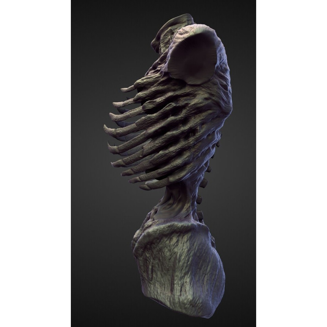 Torso 3D Model – High Poly Character Anatomy for Sculpting