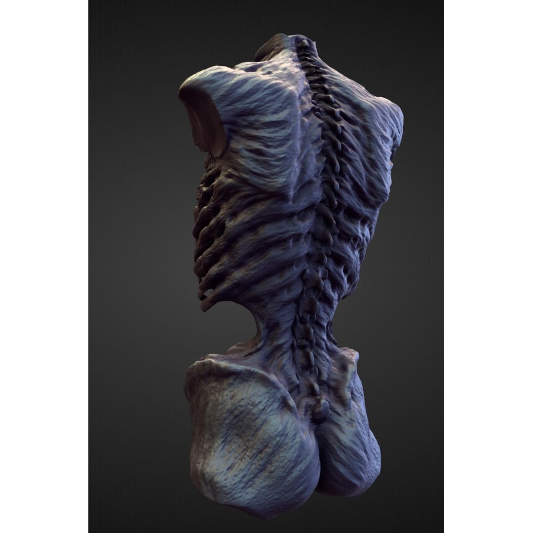 Torso 3D Model – High Poly Character Anatomy for Sculpting - View 3