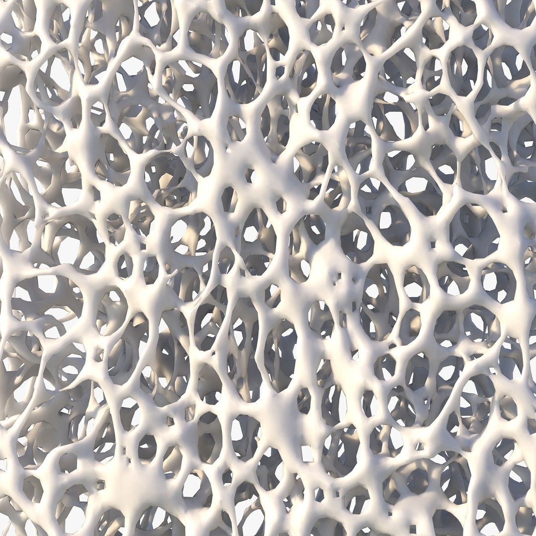Bone Structure 3D Model – High Poly Anatomical Asset, FBX, OBJ - View 3