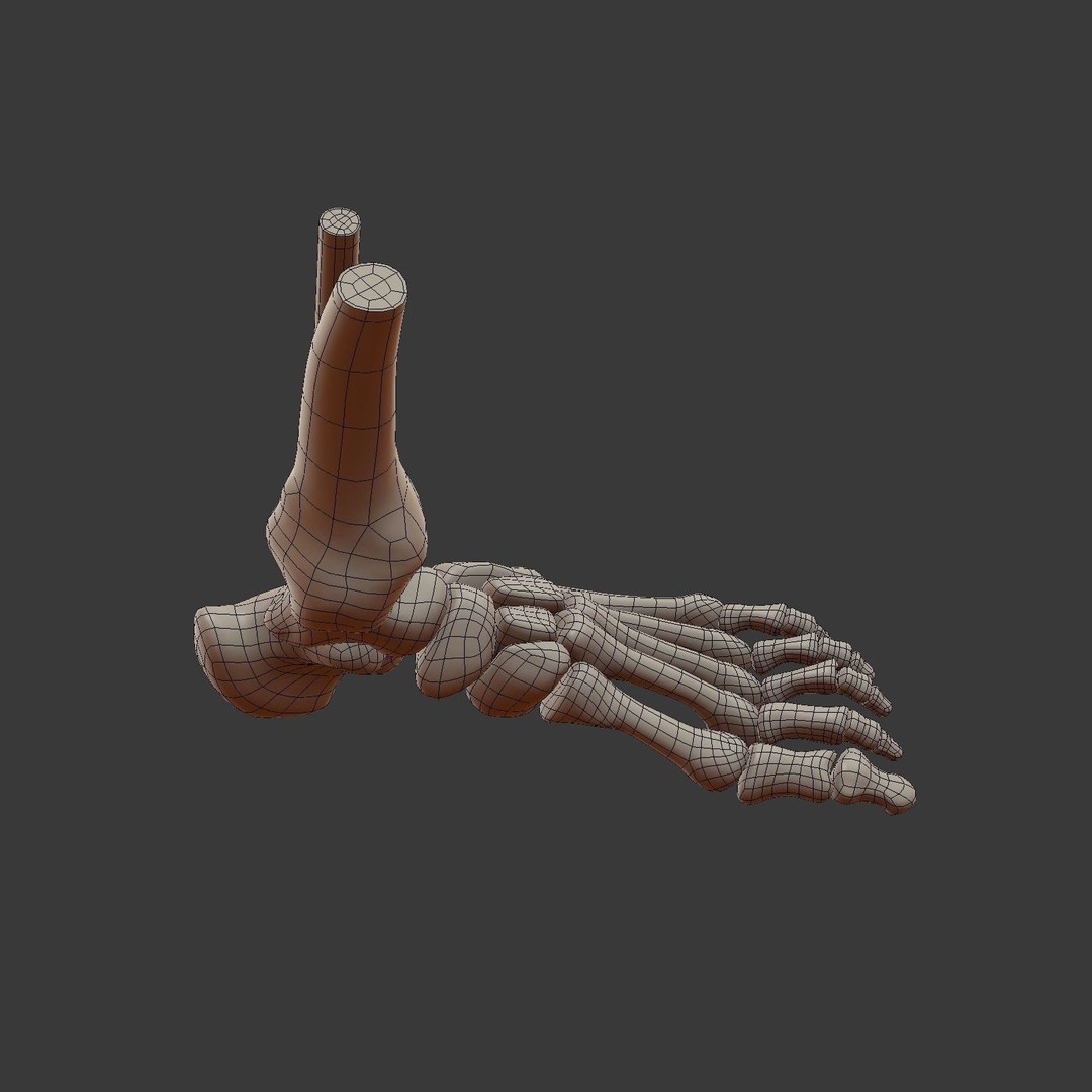 Skeletal Foot 3D Model – Low Poly Anatomy Asset, Blender