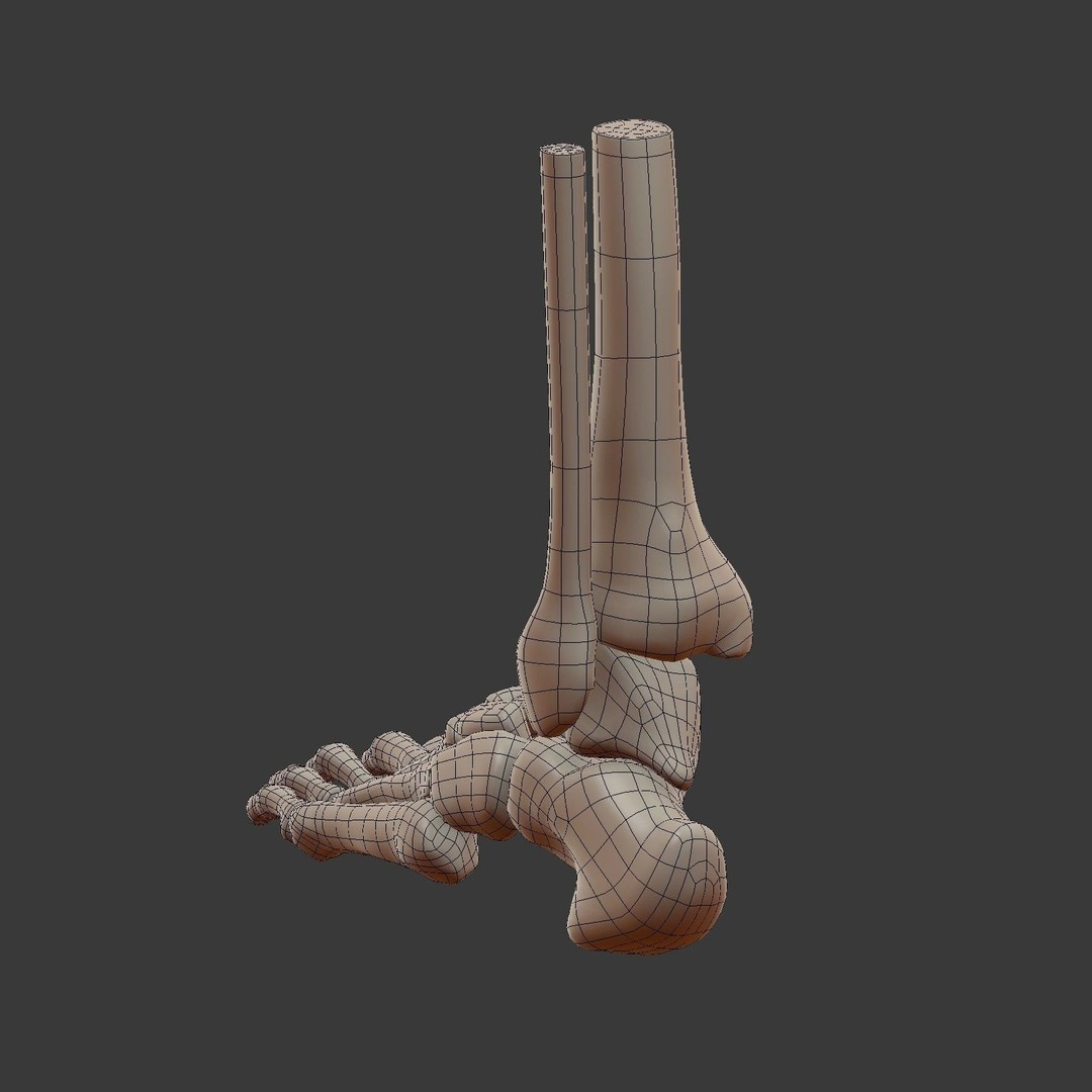 Skeletal Foot 3D Model – Low Poly Anatomy Asset, Blender - View 10