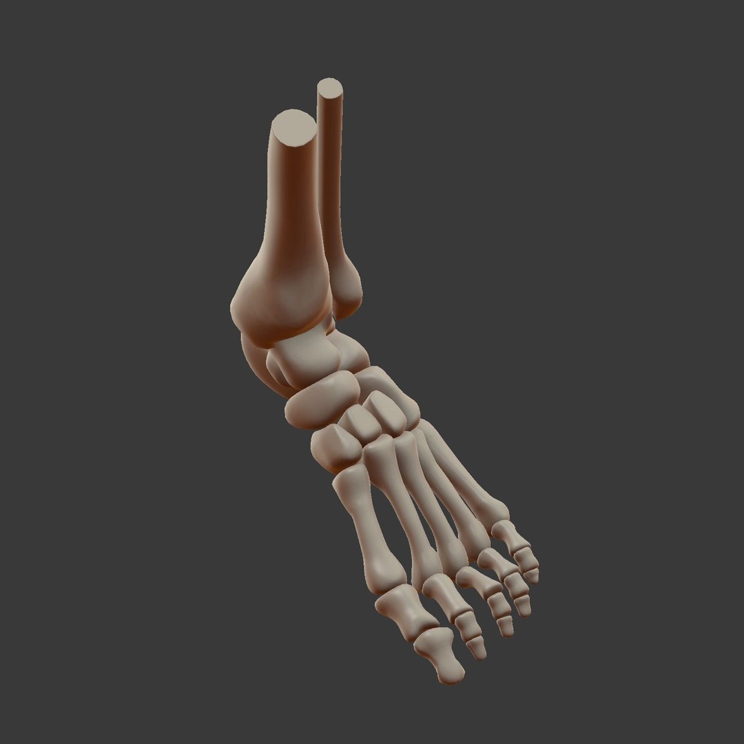 Skeletal Foot 3D Model – Low Poly Anatomy Asset, Blender - View 11