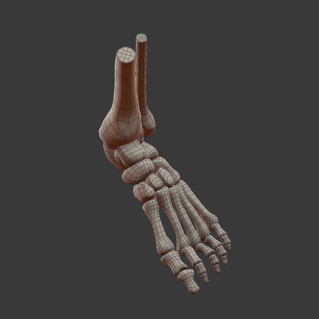 Skeletal Foot 3D Model – Low Poly Anatomy Asset, Blender - View 12