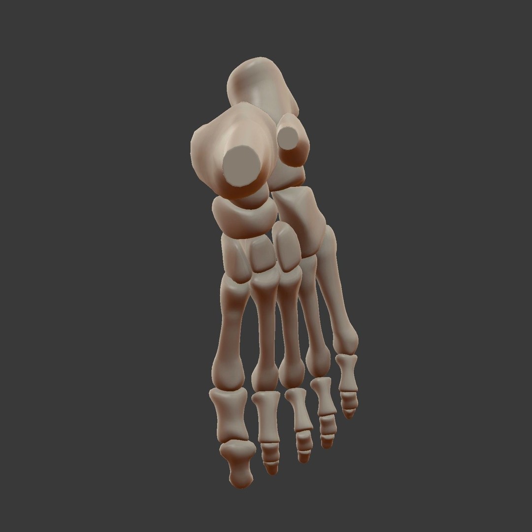 Skeletal Foot 3D Model – Low Poly Anatomy Asset, Blender - View 13