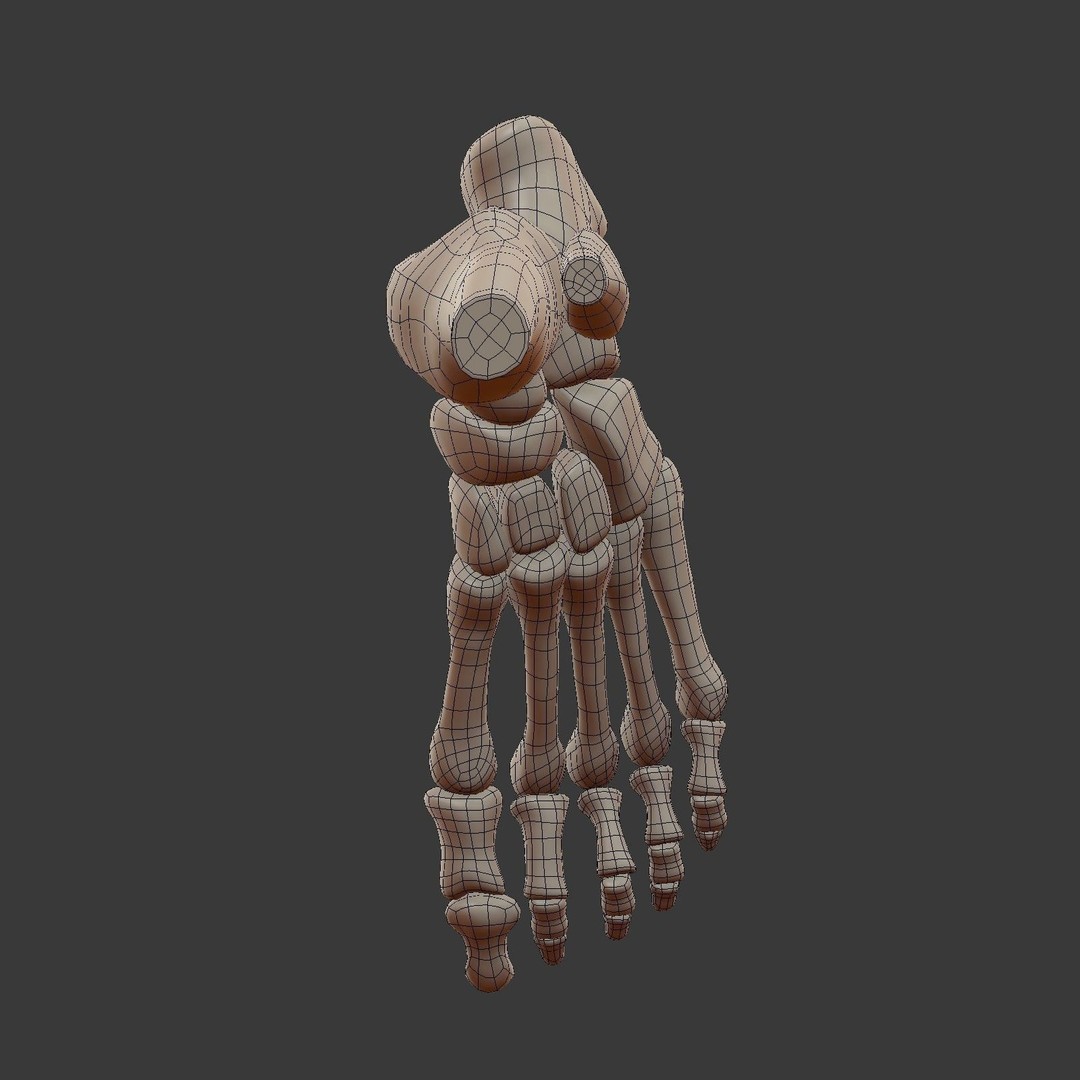 Skeletal Foot 3D Model – Low Poly Anatomy Asset, Blender - View 14
