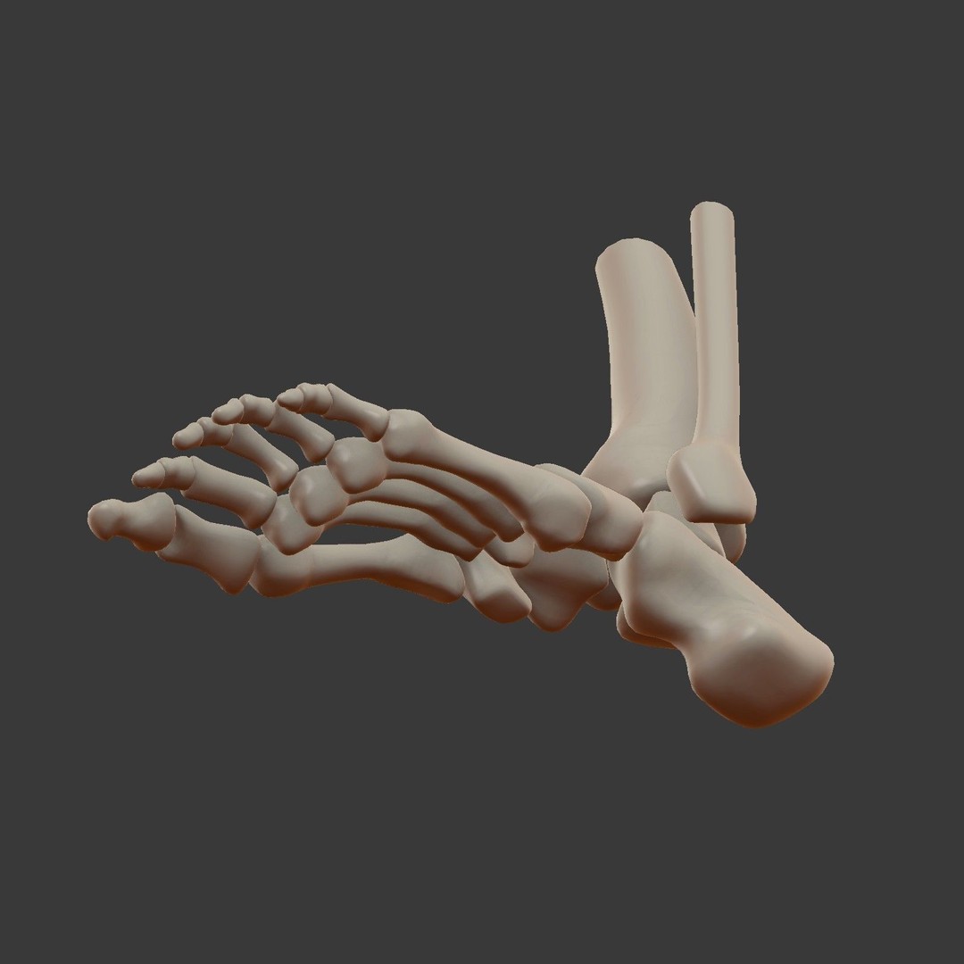 Skeletal Foot 3D Model – Low Poly Anatomy Asset, Blender - View 15