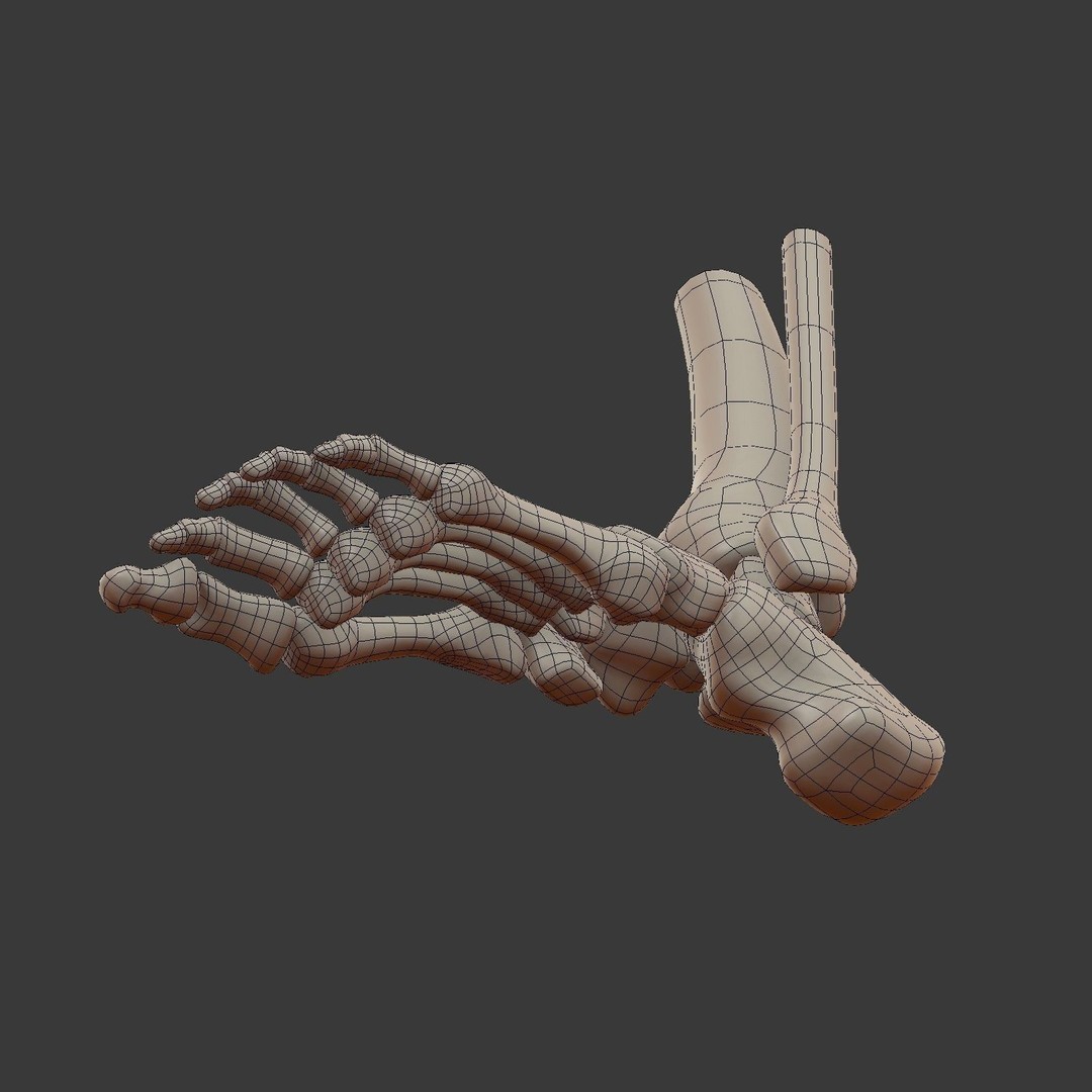 Skeletal Foot 3D Model – Low Poly Anatomy Asset, Blender - View 16