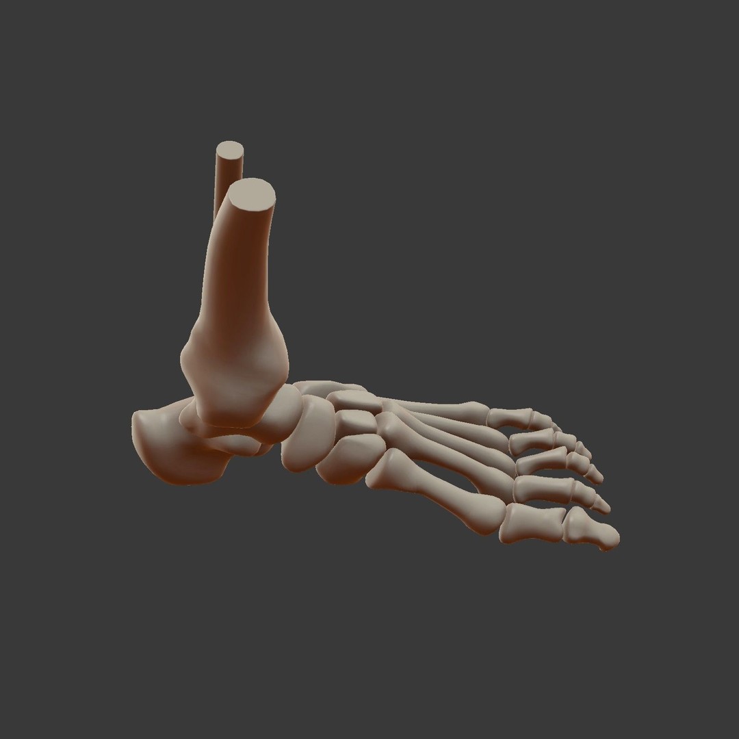 Skeletal Foot 3D Model – Low Poly Anatomy Asset, Blender - View 17