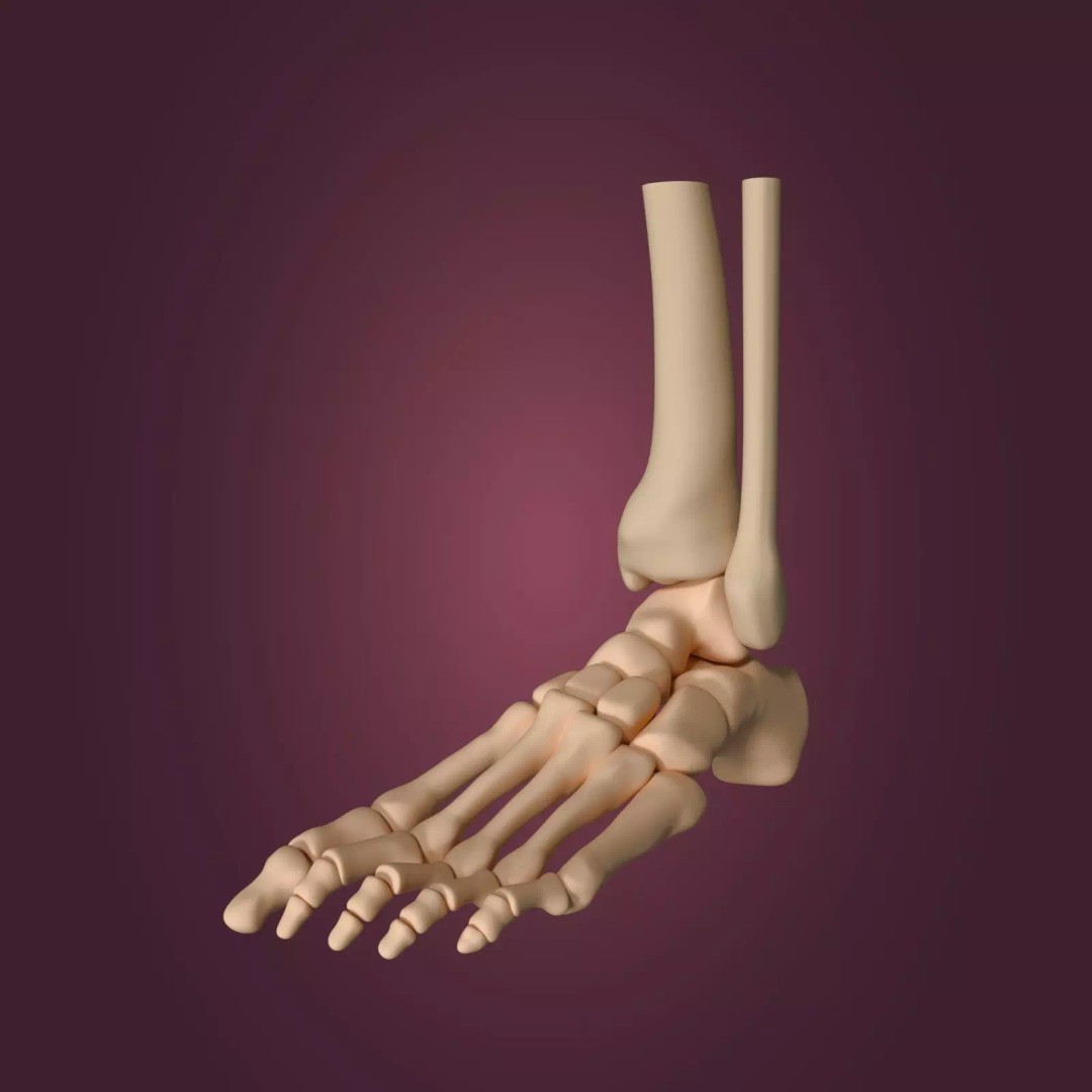 Skeletal Foot 3D Model – Low Poly Anatomy Asset, Blender - View 2
