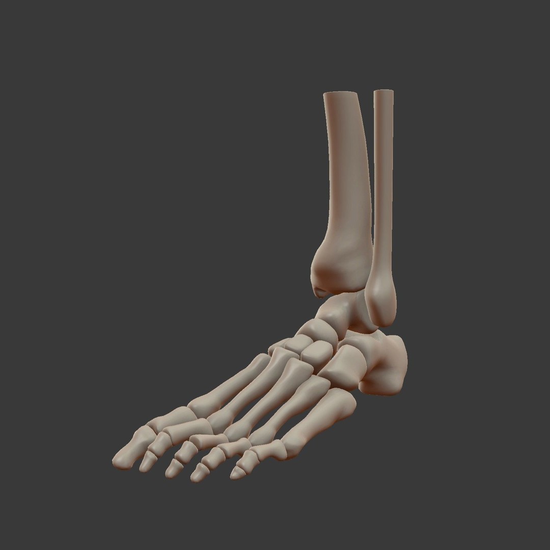 Skeletal Foot 3D Model – Low Poly Anatomy Asset, Blender - View 3