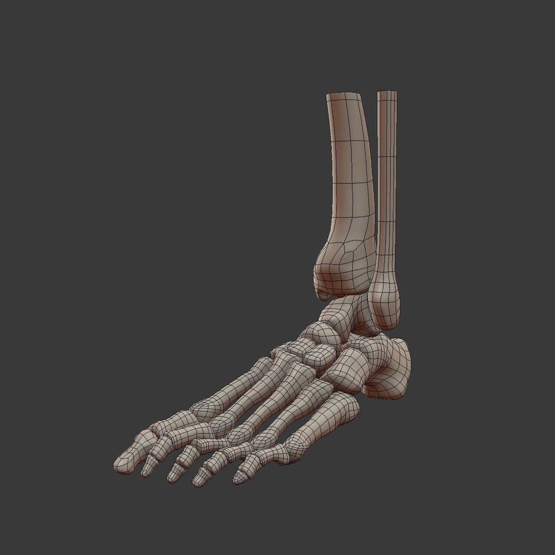 Skeletal Foot 3D Model – Low Poly Anatomy Asset, Blender - View 4