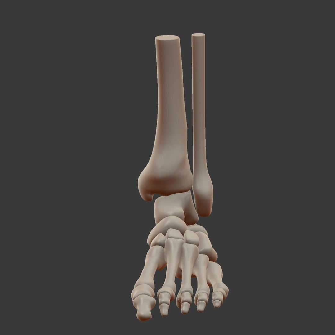 Skeletal Foot 3D Model – Low Poly Anatomy Asset, Blender - View 5