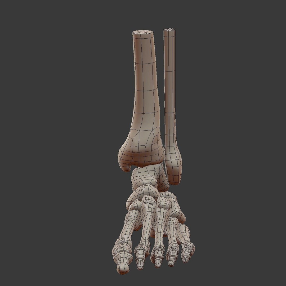 Skeletal Foot 3D Model – Low Poly Anatomy Asset, Blender - View 6