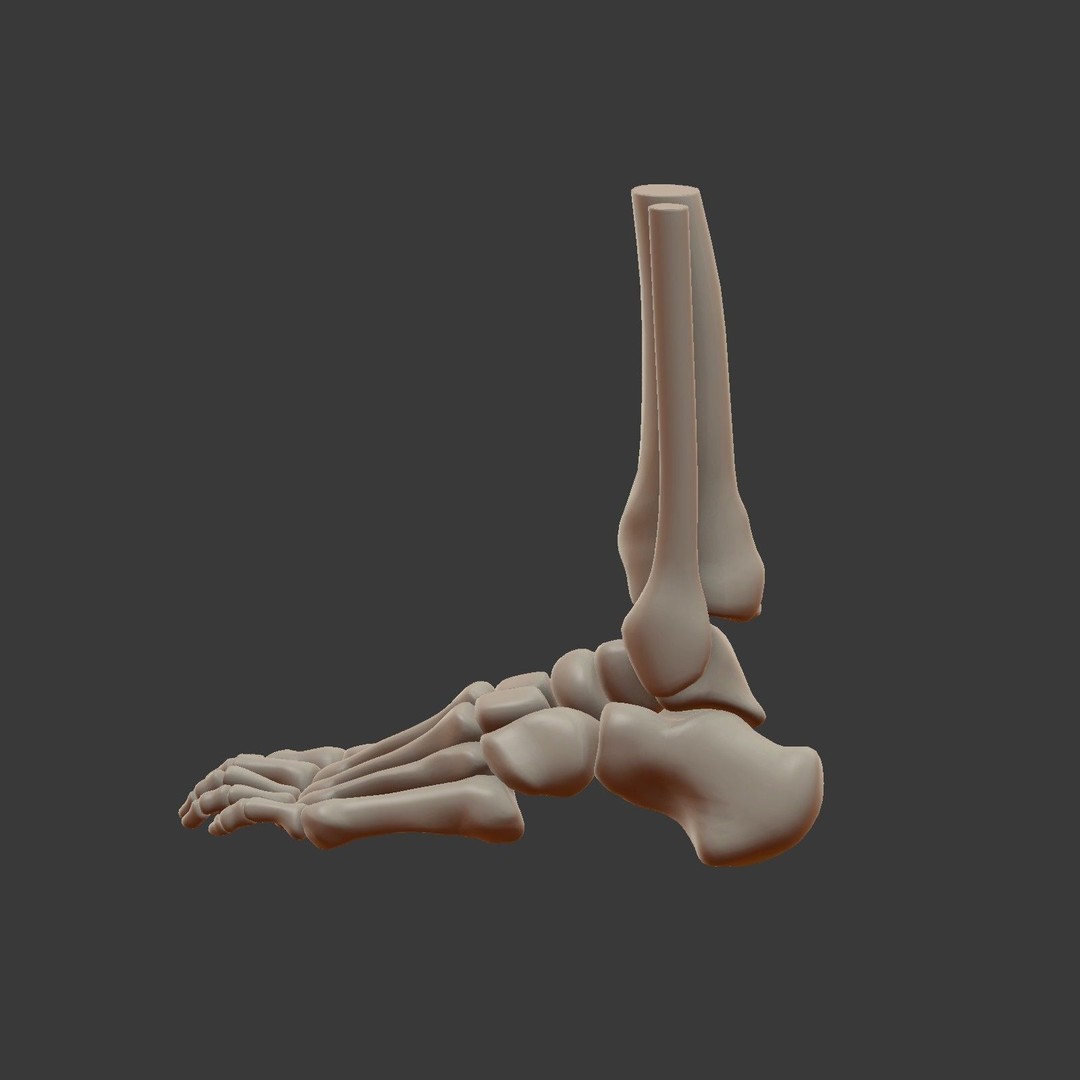 Skeletal Foot 3D Model – Low Poly Anatomy Asset, Blender - View 7