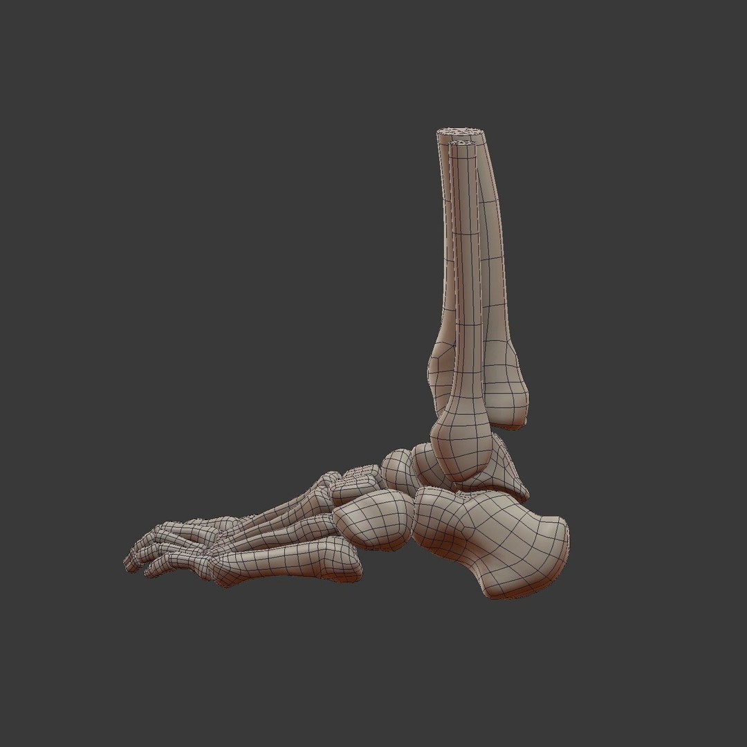 Skeletal Foot 3D Model – Low Poly Anatomy Asset, Blender - View 8