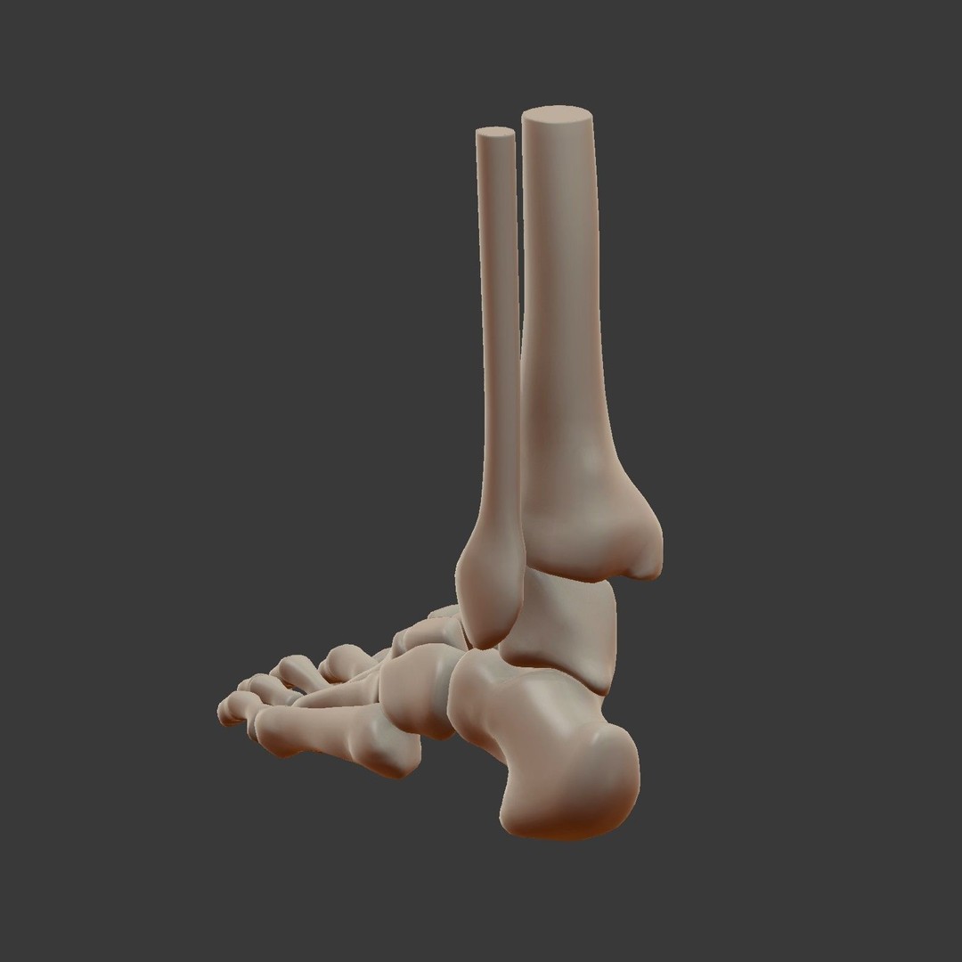 Skeletal Foot 3D Model – Low Poly Anatomy Asset, Blender - View 9