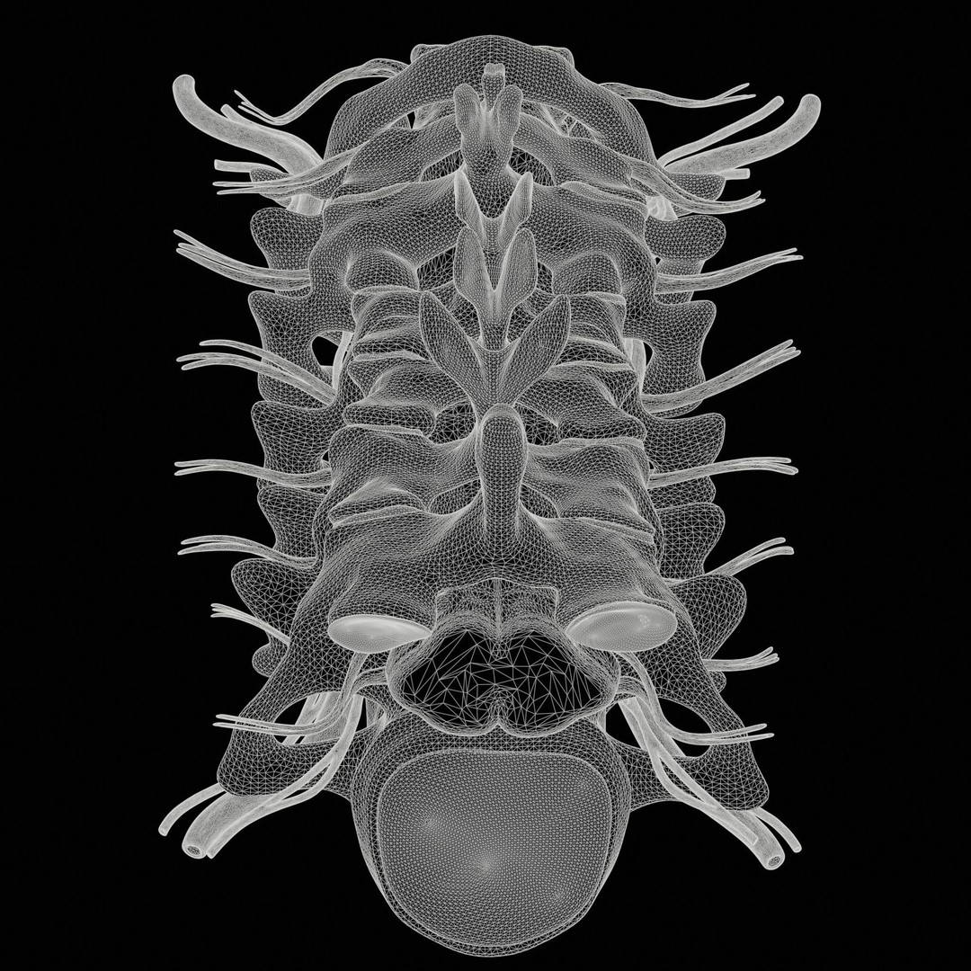 Cervical Spine Vertebrae 3D Model – High Poly Medical Anatomy, FBX, OBJ