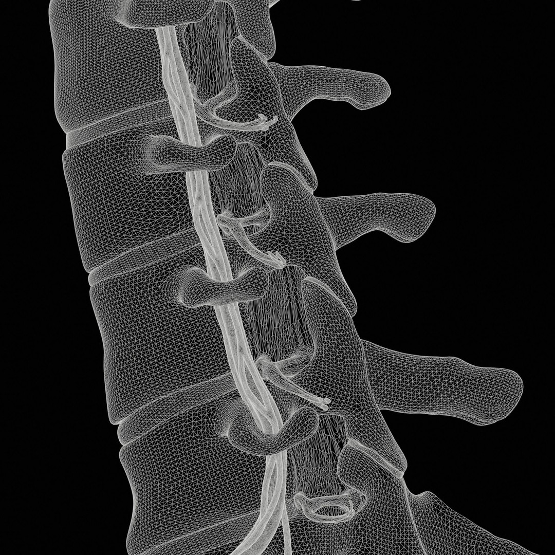 Cervical Spine Vertebrae 3D Model – High Poly Medical Anatomy, FBX, OBJ - View 10
