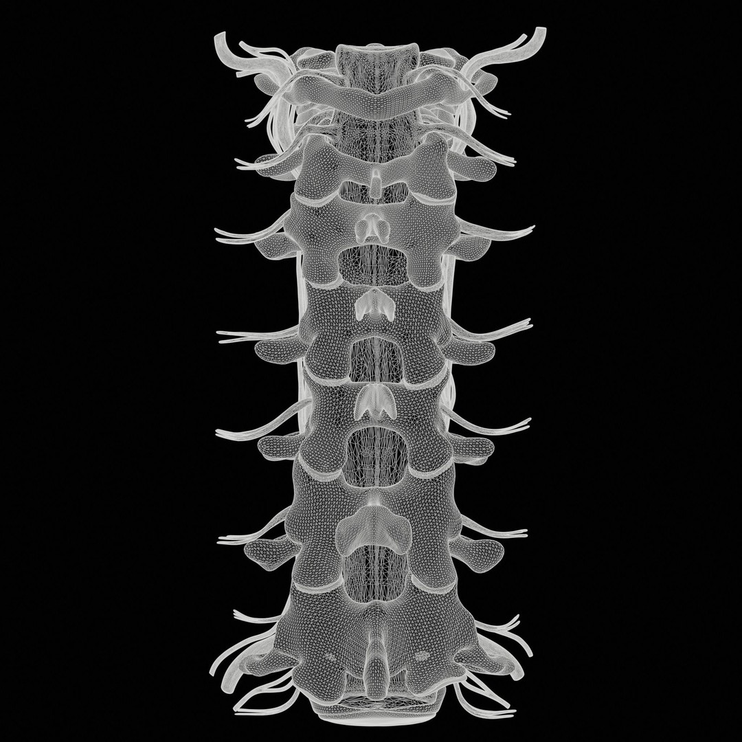 Cervical Spine Vertebrae 3D Model – High Poly Medical Anatomy, FBX, OBJ - View 11