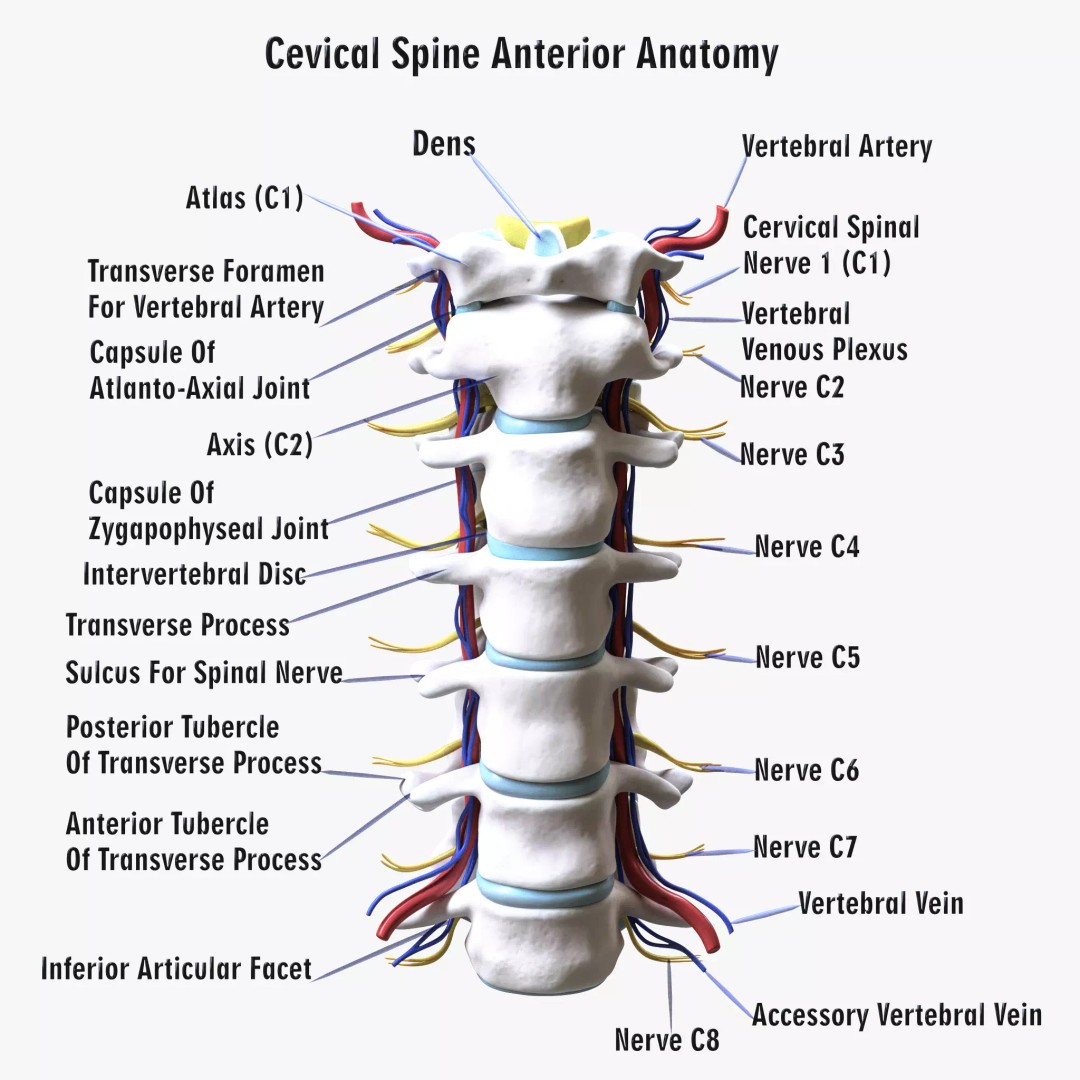 Cervical Spine Vertebrae 3D Model – High Poly Medical Anatomy, FBX, OBJ - View 2