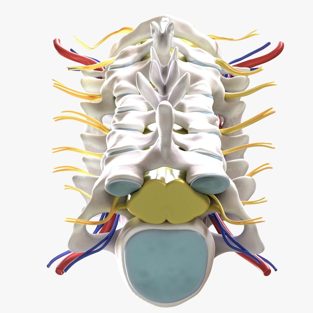 Cervical Spine Vertebrae 3D Model – High Poly Medical Anatomy, FBX, OBJ - View 3