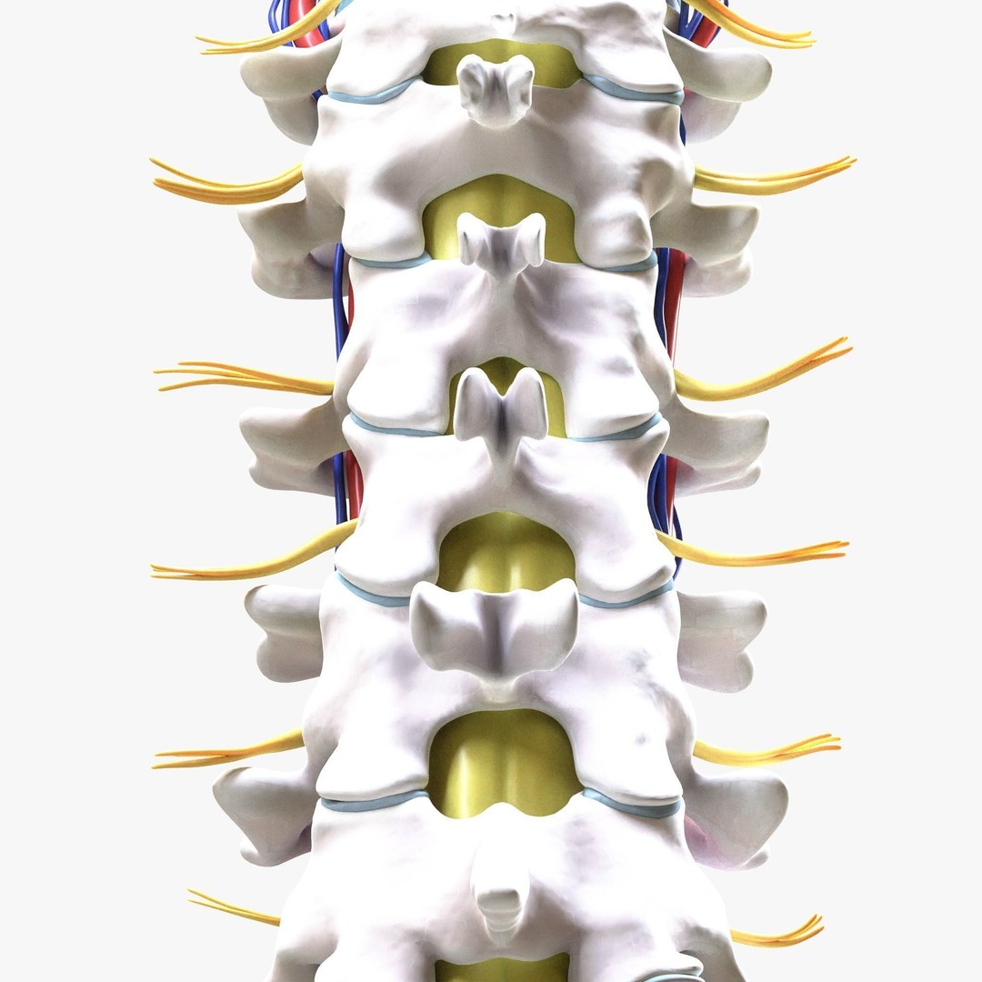 Cervical Spine Vertebrae 3D Model – High Poly Medical Anatomy, FBX, OBJ - View 4