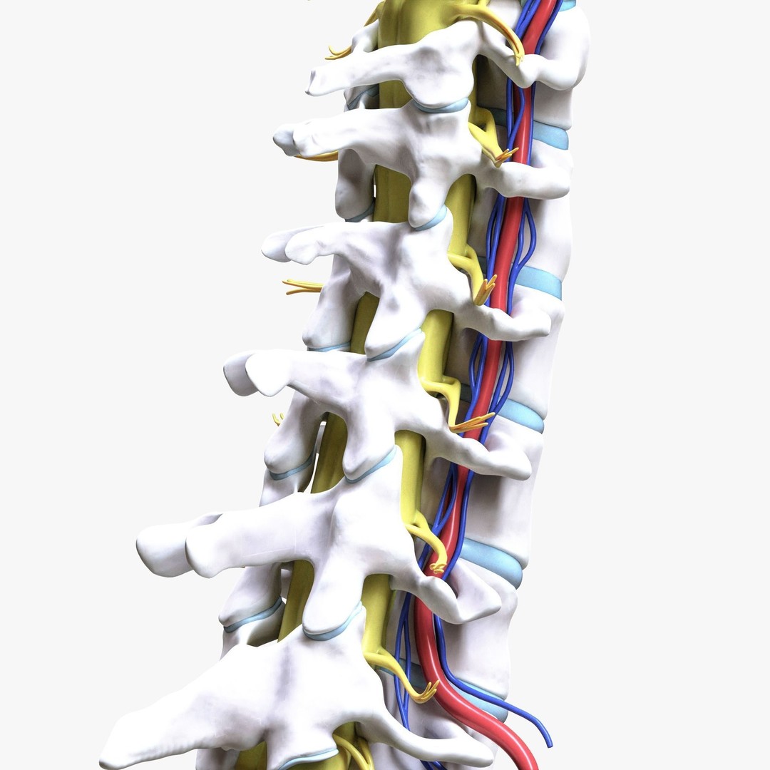 Cervical Spine Vertebrae 3D Model – High Poly Medical Anatomy, FBX, OBJ - View 5