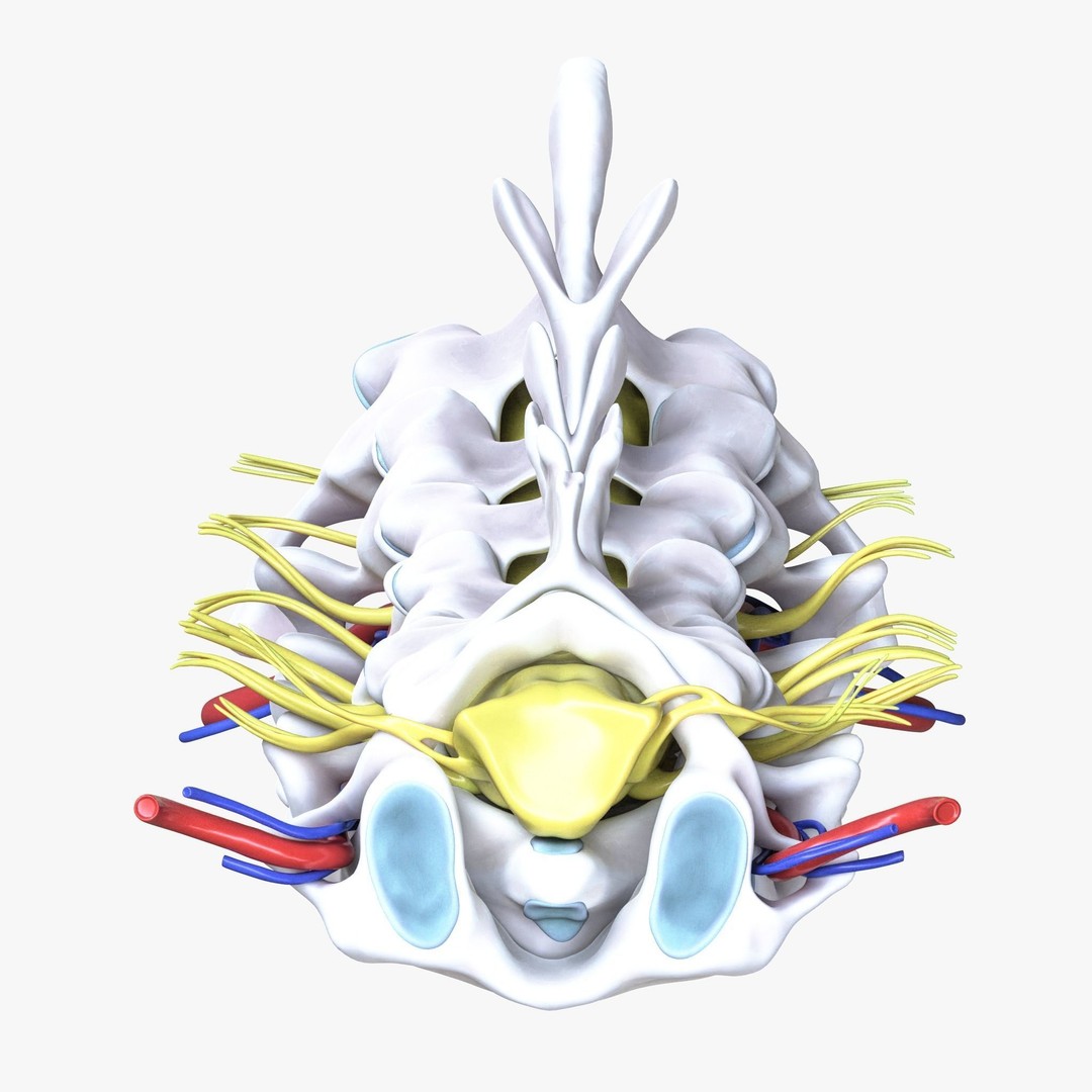 Cervical Spine Vertebrae 3D Model – High Poly Medical Anatomy, FBX, OBJ - View 6