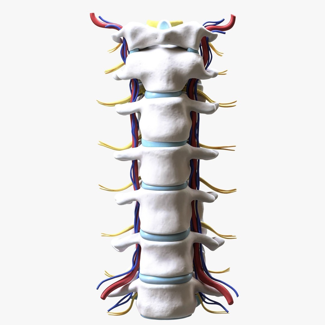 Cervical Spine Vertebrae 3D Model – High Poly Medical Anatomy, FBX, OBJ - View 7