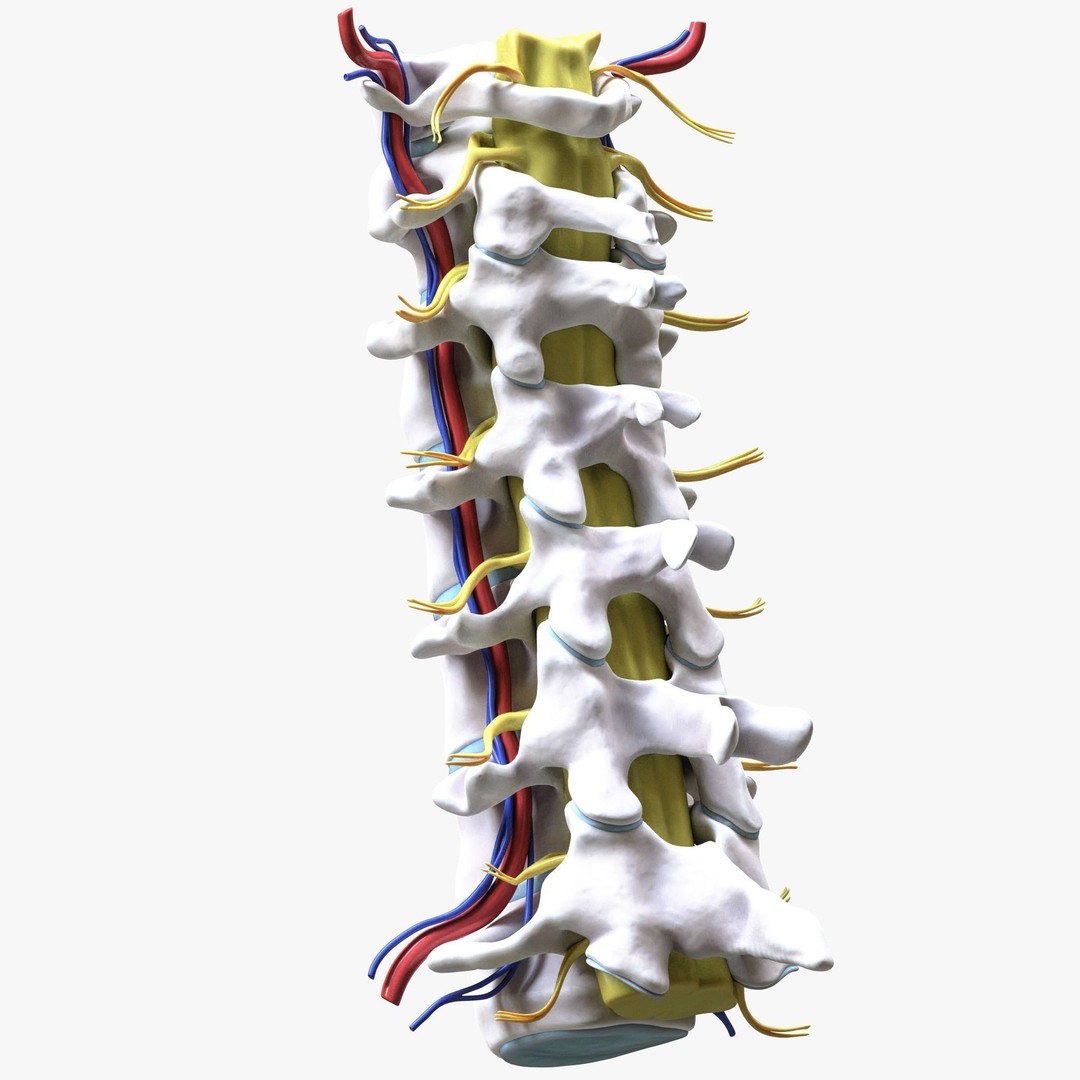 Cervical Spine Vertebrae 3D Model – High Poly Medical Anatomy, FBX, OBJ - View 8