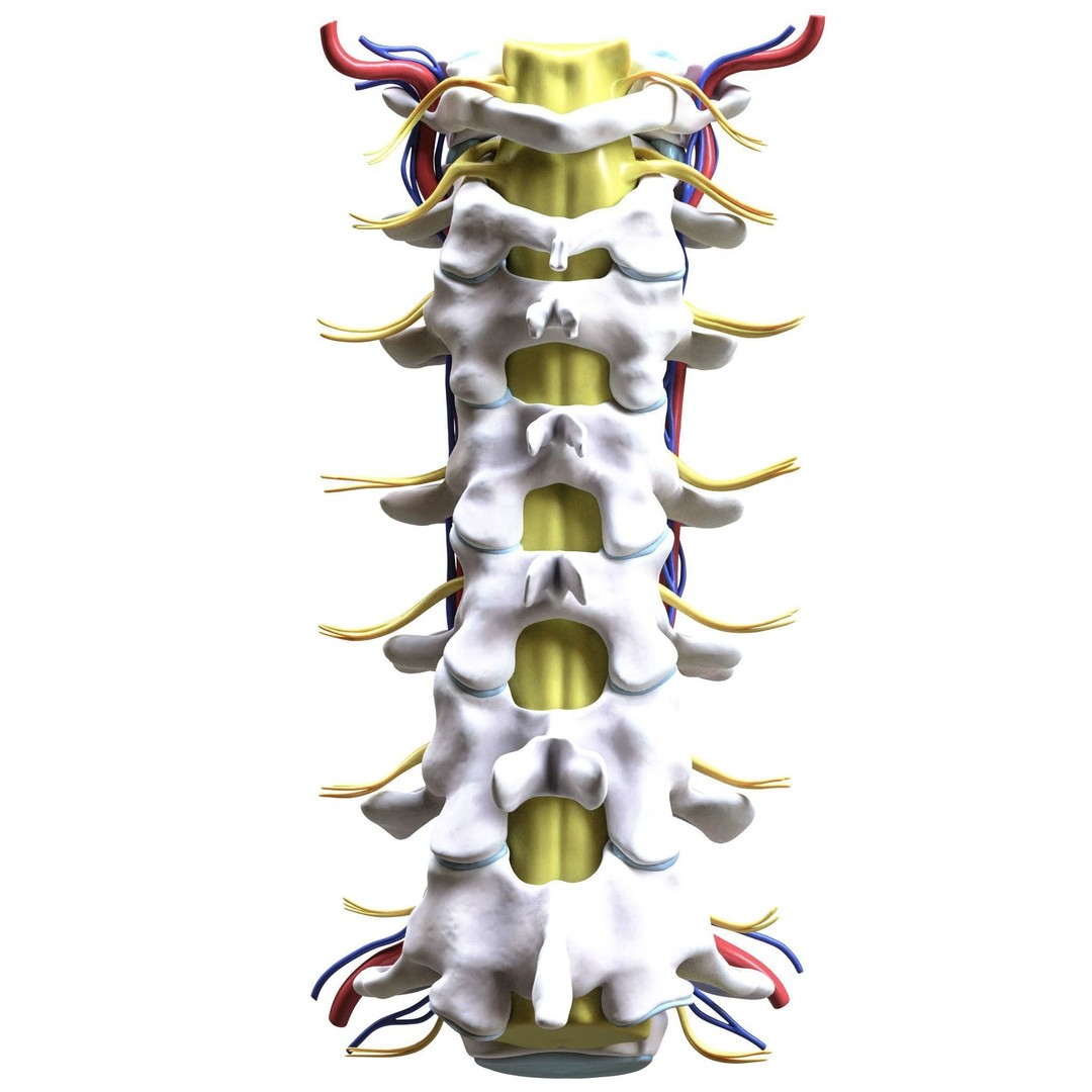 Cervical Spine Vertebrae 3D Model – High Poly Medical Anatomy, FBX, OBJ - View 9