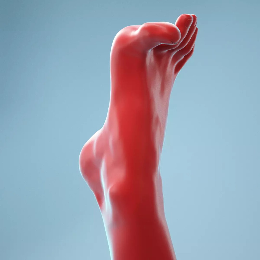 Open Toes Realistic Foot 3D Model – High Poly Anatomical Scan, FBX - View 2