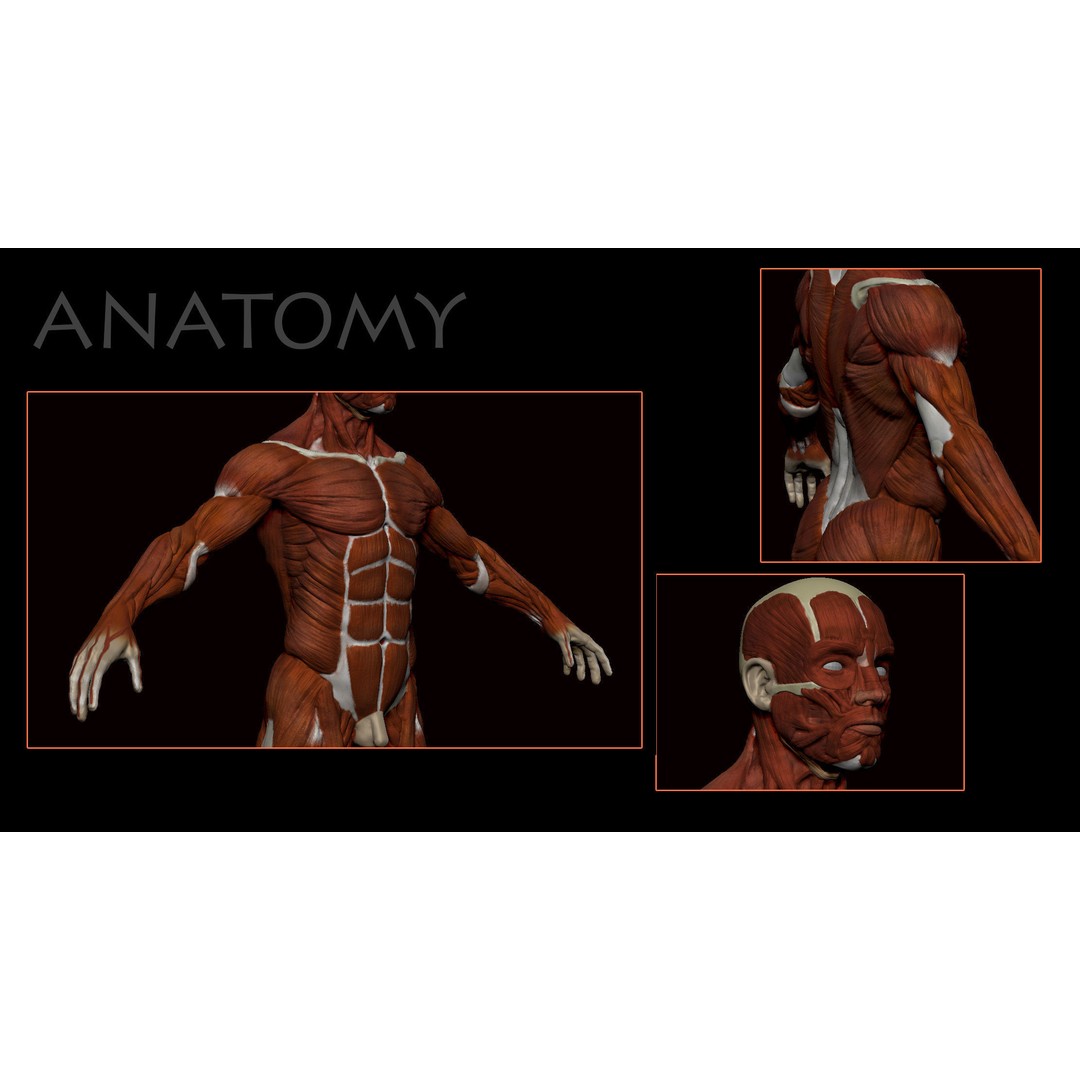 Anatomical Human Muscles 3D Model – High-Resolution ZBrush Asset, OBJ