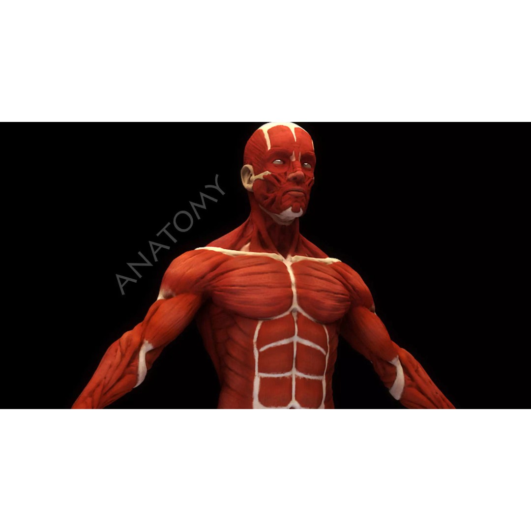 Anatomical Human Muscles 3D Model – High-Resolution ZBrush Asset, OBJ - View 2