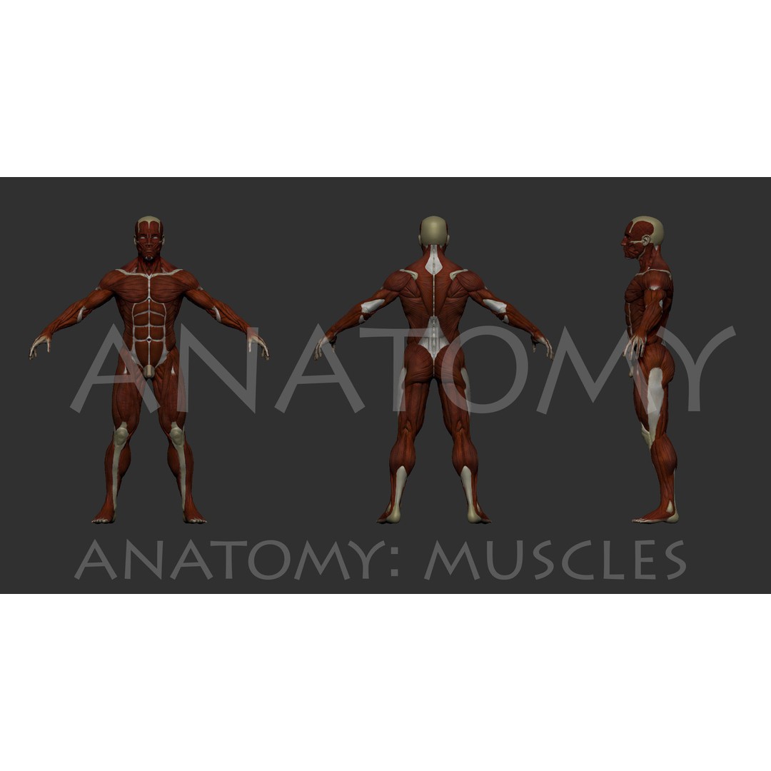 Anatomical Human Muscles 3D Model – High-Resolution ZBrush Asset, OBJ - View 3