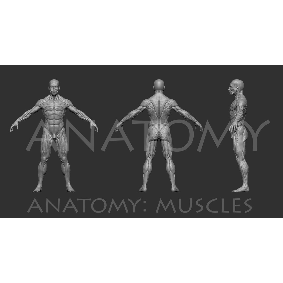 Anatomical Human Muscles 3D Model – High-Resolution ZBrush Asset, OBJ - View 4