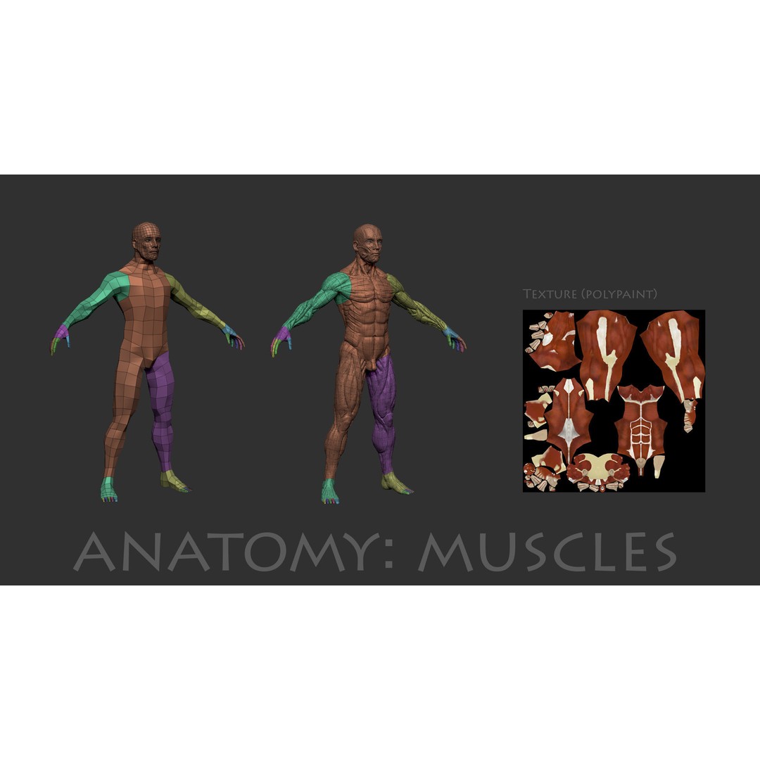 Anatomical Human Muscles 3D Model – High-Resolution ZBrush Asset, OBJ - View 5