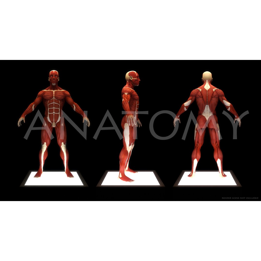 Anatomical Human Muscles 3D Model – High-Resolution ZBrush Asset, OBJ - View 6