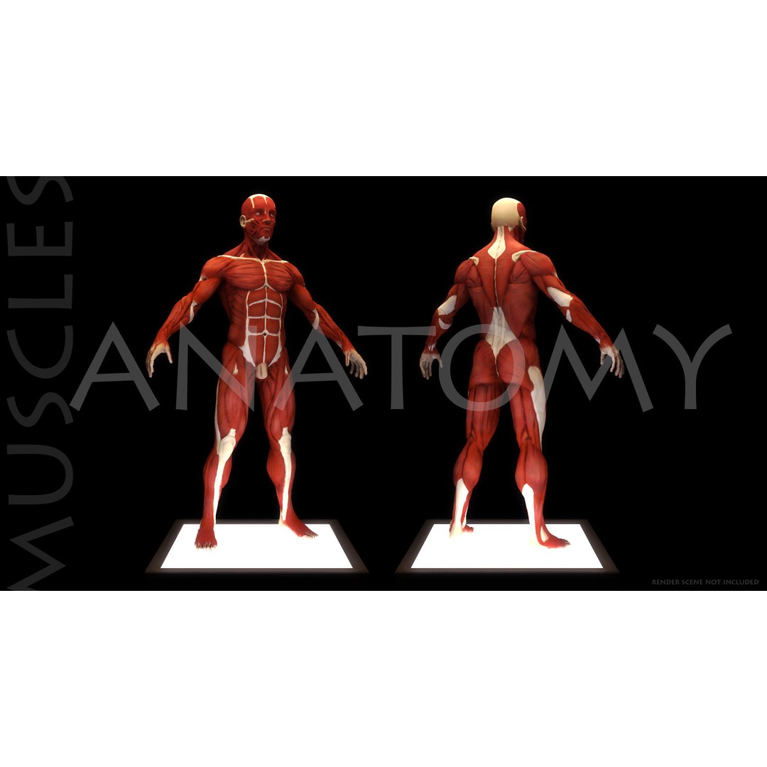 Anatomical Human Muscles 3D Model – High-Resolution ZBrush Asset, OBJ - View 7