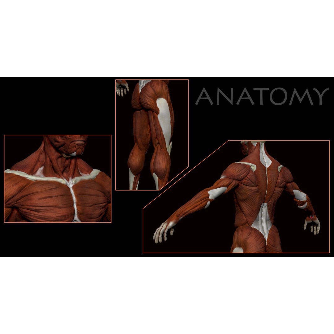 Anatomical Human Muscles 3D Model – High-Resolution ZBrush Asset, OBJ - View 8