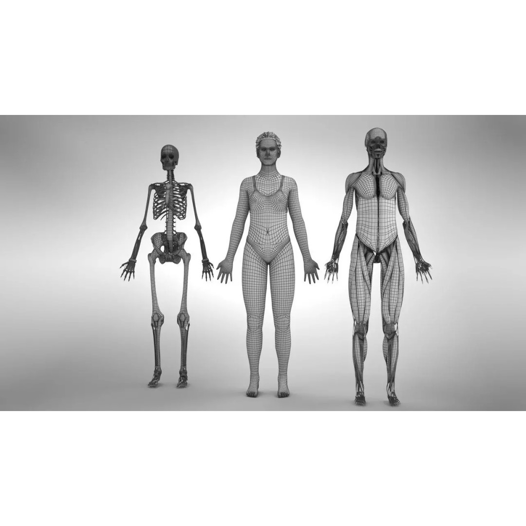 Female Musculoskeletal System 3D Model – Low-Poly PBR Medical Asset