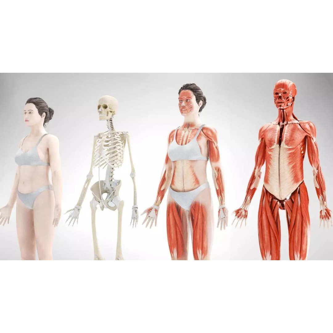 Female Musculoskeletal System 3D Model – Low-Poly PBR Medical Asset - View 2