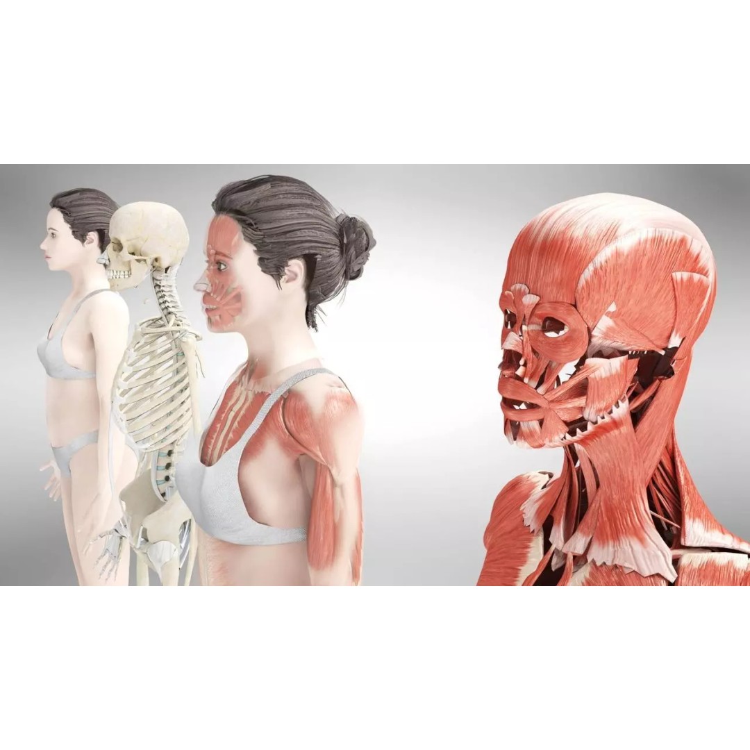Female Musculoskeletal System 3D Model – Low-Poly PBR Medical Asset - View 3