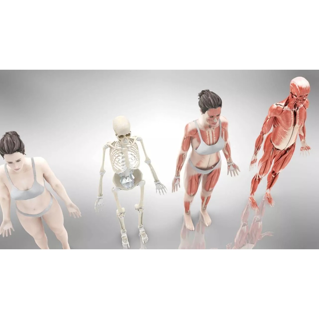 Female Musculoskeletal System 3D Model – Low-Poly PBR Medical Asset - View 4