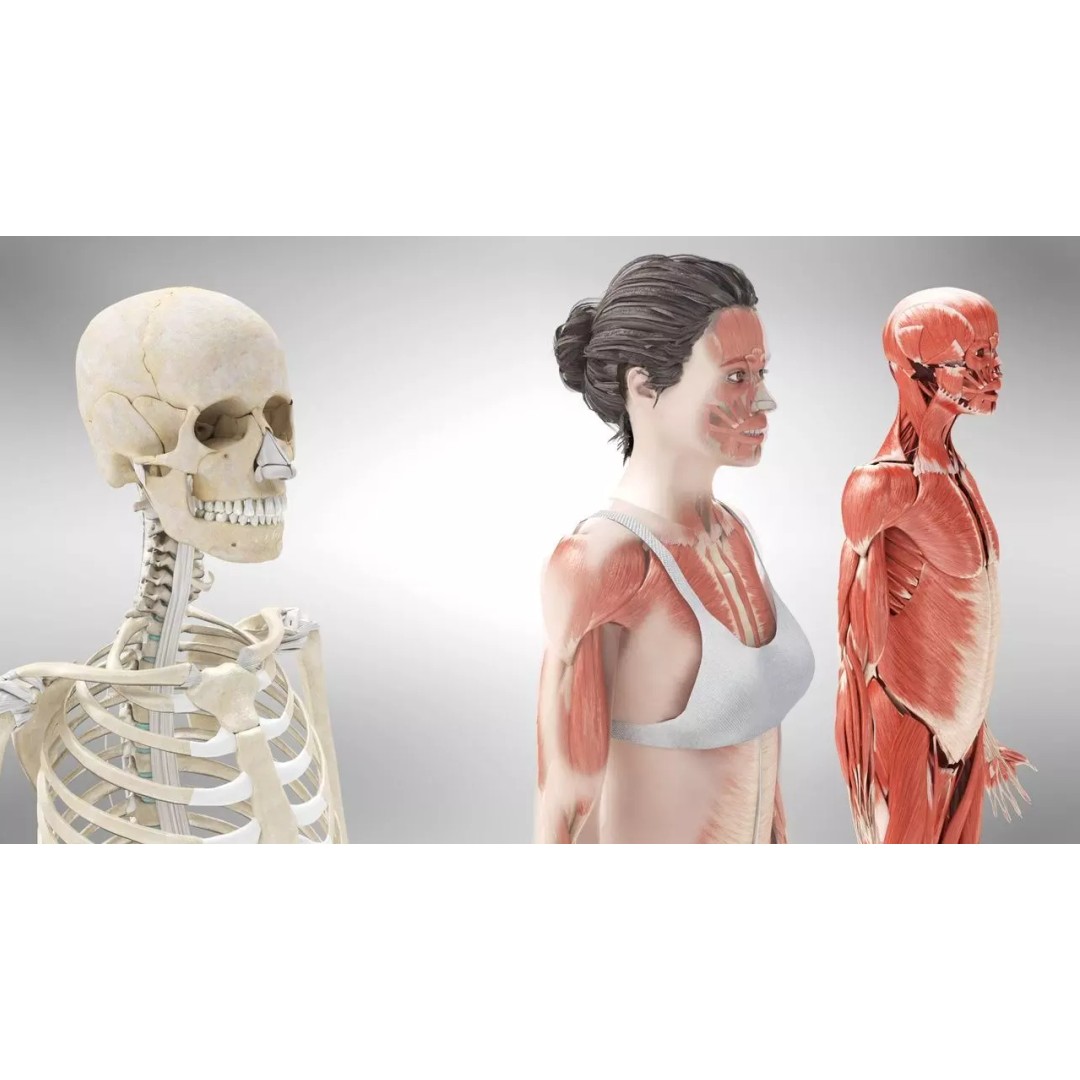 Female Musculoskeletal System 3D Model – Low-Poly PBR Medical Asset - View 5